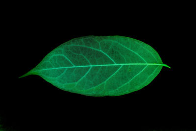 Close-up of green leaf against black background