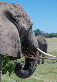 Close up of an elephant in the savannah of south africa