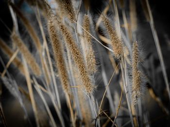 Close-up of wheat growing on field