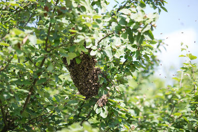 Swarming bees on the tree