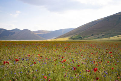 Scenic view of flowering plants on field against sky