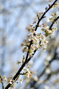 Close-up of apple blossoms in spring