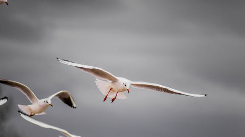 Low angle view of seagulls flying