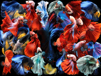 High angle view of peacock