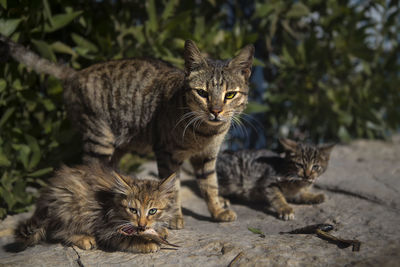 Portrait of kitten sitting outdoors