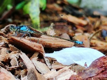 Close-up of damselfly on leaf