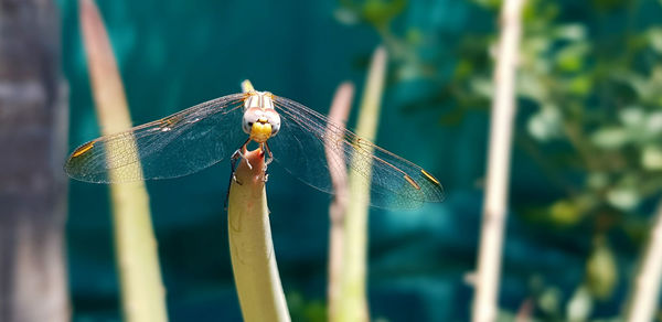 Close-up of dragonfly