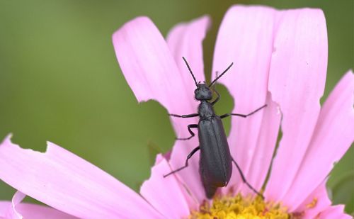 Close-up of insect on pink flower