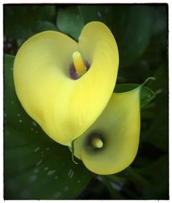 Close-up of yellow flowering plant