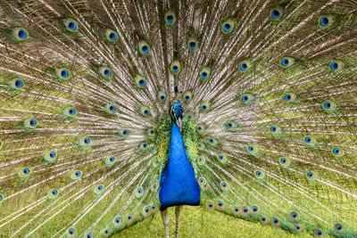 Close-up of peacock