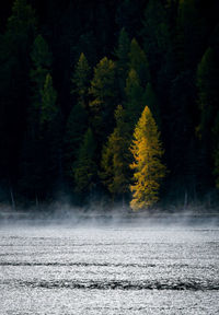 Scenic view of lake in forest