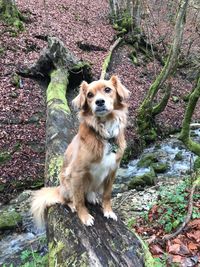 Dog sitting on rock by trees