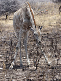 A giraffe stands alone in the steppe of the etosha national park on a sunny autumn day in namibia