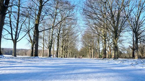 Bare trees on snow covered road against sky