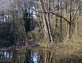 Reflection of bare trees in lake