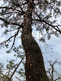 Low angle view of tree against sky