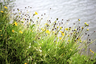 Close-up of flowers blooming in field