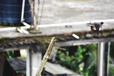 Close-up of bird perching outdoors