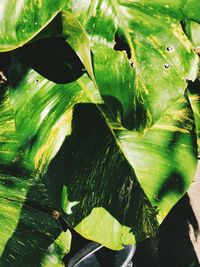 High angle view of succulent plant leaves