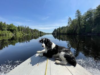 Scenic river boat ride for dog lounging on bow of boat