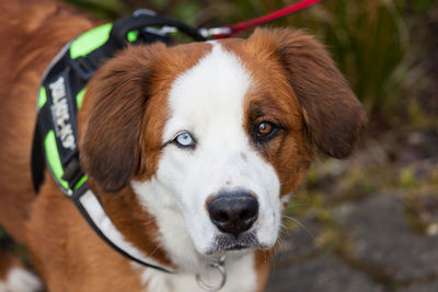 Close-up portrait of dog