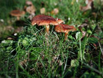 Close-up of mushroom growing on field