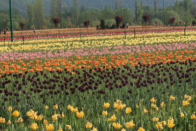 View of flowers growing in field