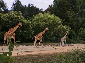 Giraffe standing by trees against sky