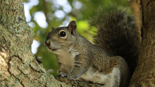 Close-up of squirrel on tree trunk