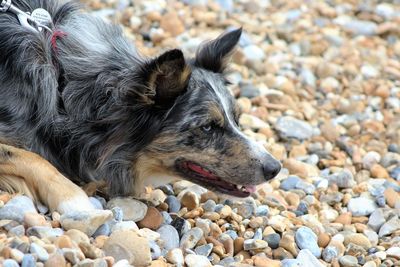 Dog lying on the beach ready to pounce