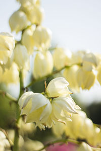 Close-up of white flowering plant