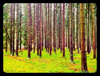 Trees in forest