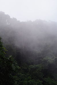 Scenic view of forest against sky