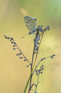 Close-up of butterfly perching on plant