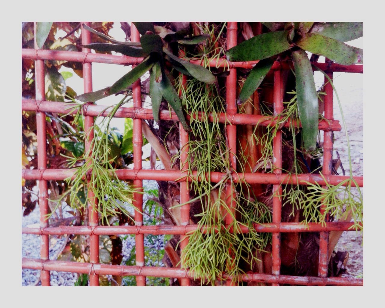 transfer print, growth, auto post production filter, plant, built structure, architecture, tree, building exterior, potted plant, day, house, wood - material, green color, nature, outdoors, red, no people, metal, front or back yard, fence