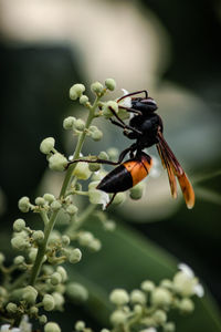 Close-up of insect on flower