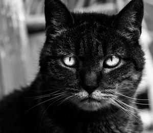 Close-up portrait of cat