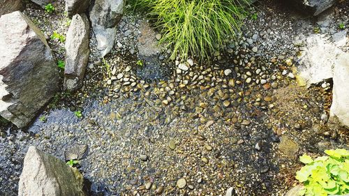 Close-up of plants growing on rock