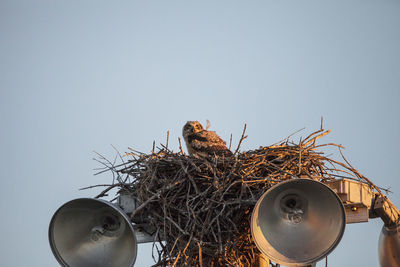 Great horned owlet bubo virginianus perches in its nest on top of a light post in everglades city