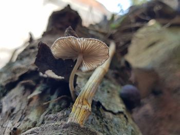 Close-up of mushroom growing on rock