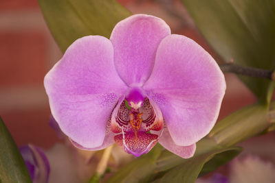 Close-up of pink orchids