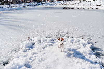 Cute small jack russell dog standing on snowy pier during winter by frozen lake. pets outdoors