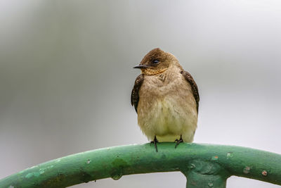 Close-up of bird perching on branch