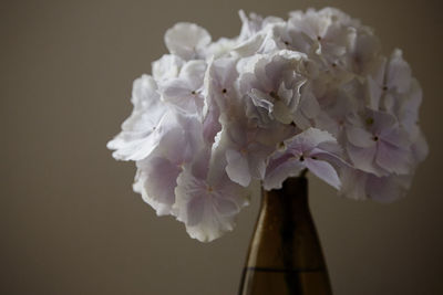 Hortensia flower in vase