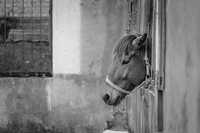 Close-up of a horse