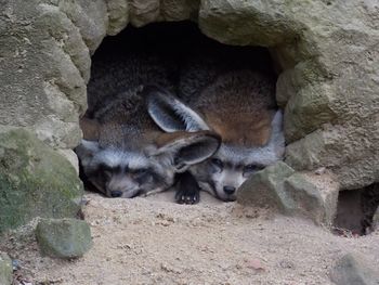 Bat-eared foxes relaxing in cave at zoo