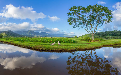 Scenic view of trees on field against sky