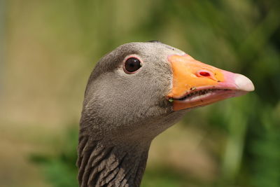 Close-up of a bird looking away