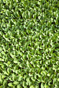 Full frame shot of green leaves