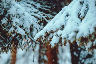 Close-up of snow on tree branch